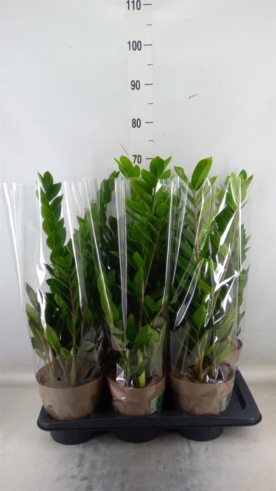 <h4>Zamioculcas zamiifolia</h4>