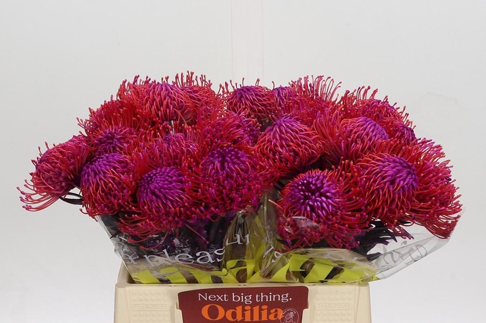 <h4>Nutans Painted Cerise</h4>