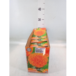 Dahlia   ...flowerbulbs