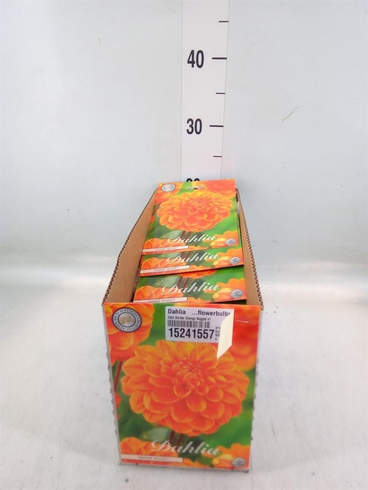 <h4>Dahlia   ...flowerbulbs</h4>