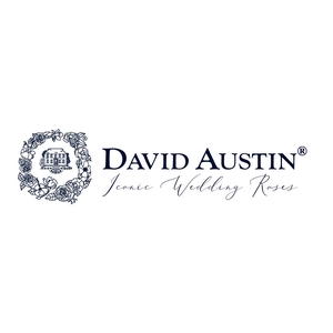 Rosa David Austin Ottillie