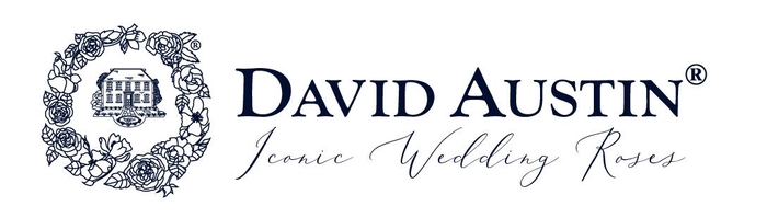 <h4>Rosa David Austin Ottillie</h4>