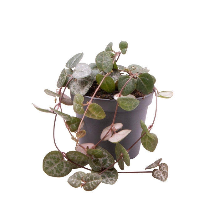 <h4>CEROPEGIA WOODII SUP</h4>