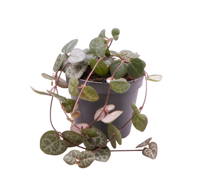 <h4>CEROPEGIA WOODII SUP</h4>