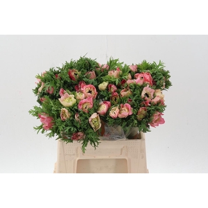 Anem Levante Rossa Chiaro