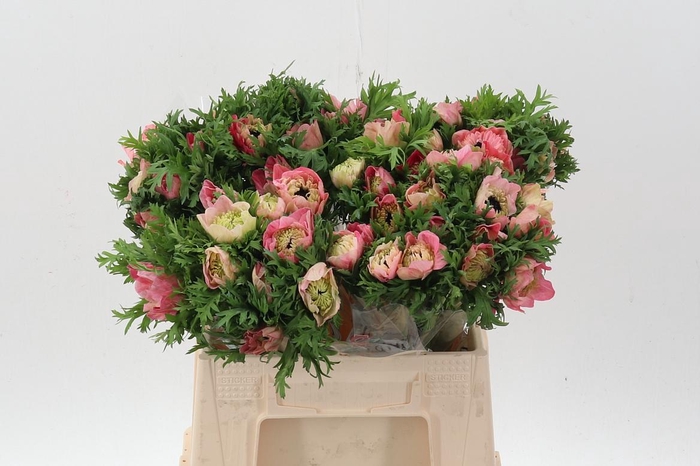 <h4>Anem Levante Rossa Chiaro</h4>