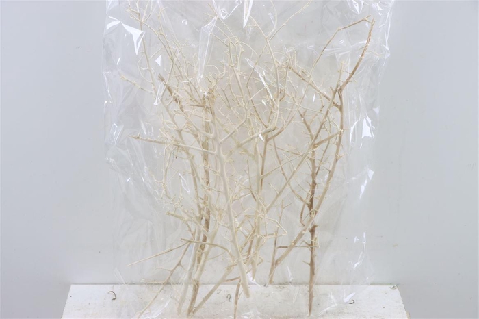 <h4>Bush White 6pc Bag</h4>