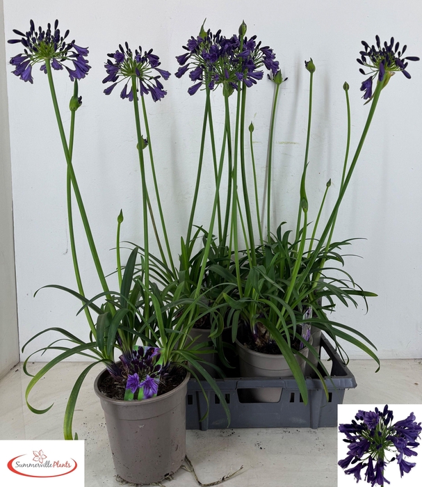 <h4>AGAPA POPPIN PURPLE</h4>