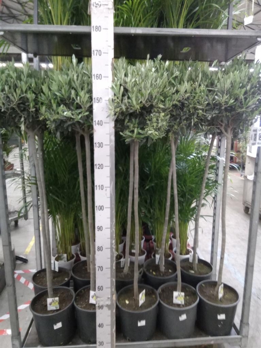 <h4>Olea europaea</h4>