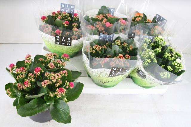 <h4>KAL GE GEM 5 KL</h4>