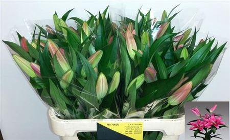 <h4>Li Ot Profundo</h4>