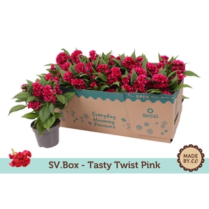 Celosia Tasty Twist Pink in SV.Box