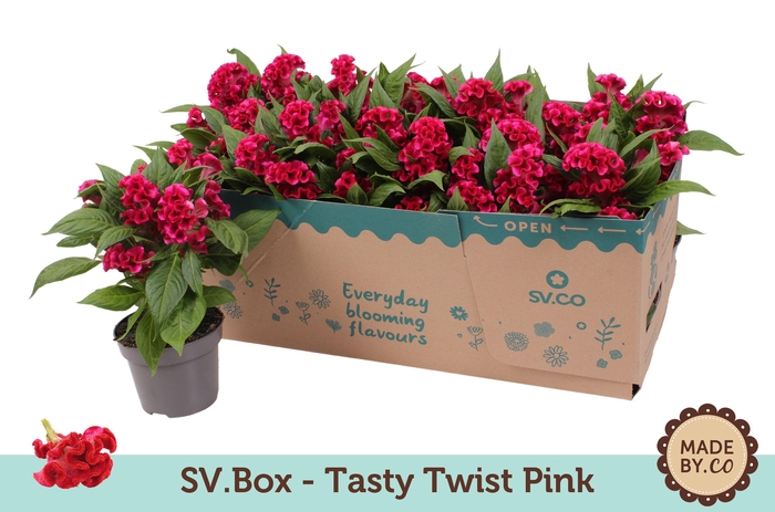 <h4>Celosia Tasty Twist Pink in SV.Box</h4>