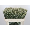 Limonium China White