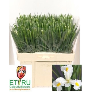 IRIS WHITE MAGIC