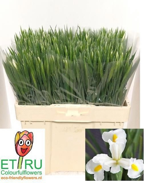 <h4>IRIS WHITE MAGIC</h4>
