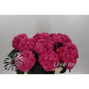 Hydrangea rodeo red