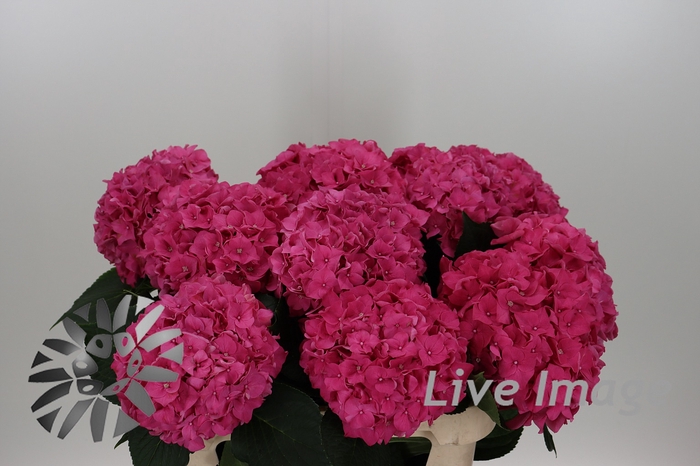 <h4>Hydrangea rodeo red</h4>