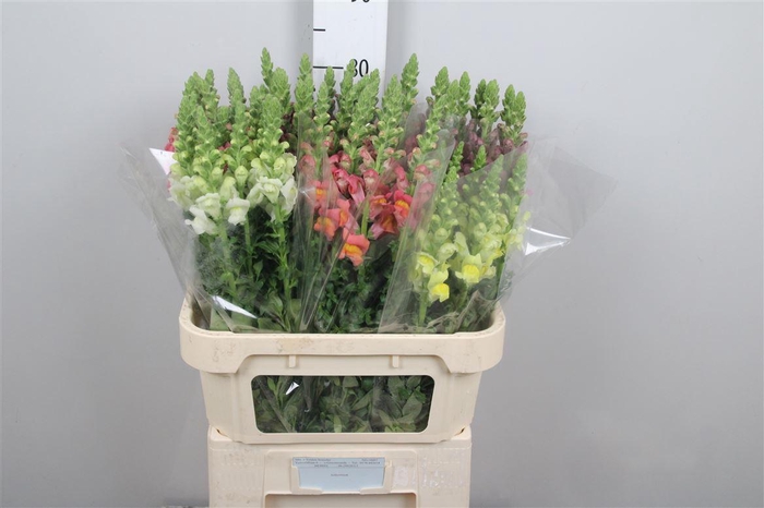 <h4>Antir Gemengd</h4>