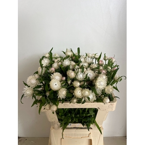HELICHRYSUM OV