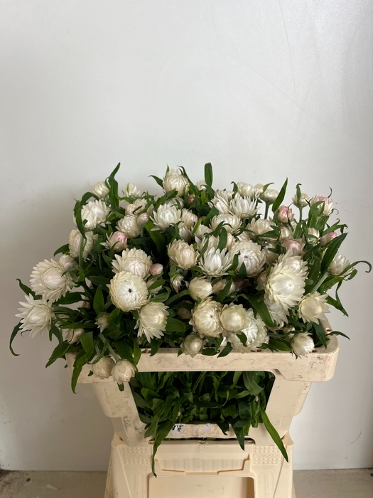 <h4>HELICHRYSUM OV</h4>
