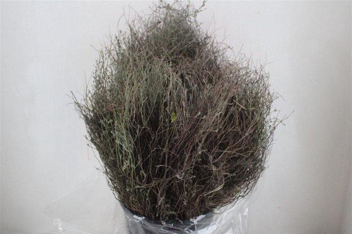 <h4>Thym Falso 250gr P Bunch</h4>