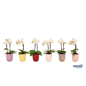 Hugo Paradise Mix Tiny Dolls Wit 2T12+ Aqu@