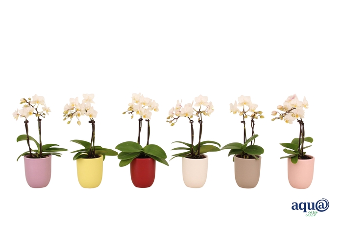 <h4>Hugo Paradise Mix Tiny Dolls Wit 2T12+ Aqu@</h4>