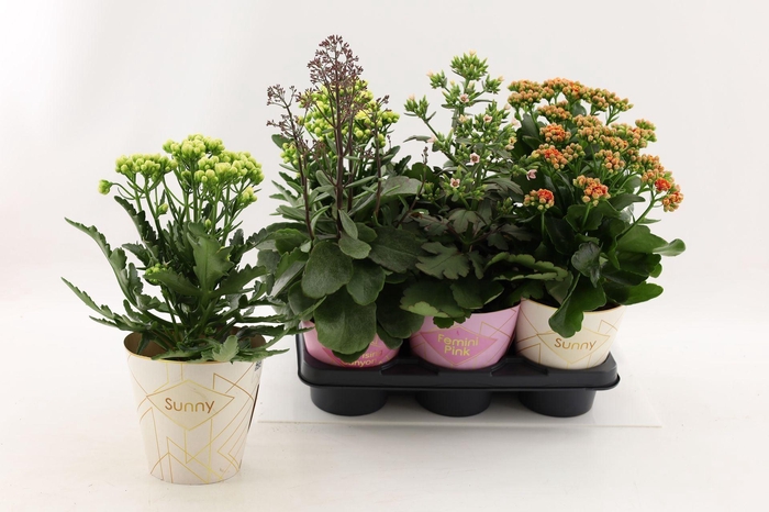 <h4>Kalanchoe Veranda</h4>