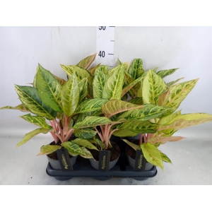 Aglaonema   ...