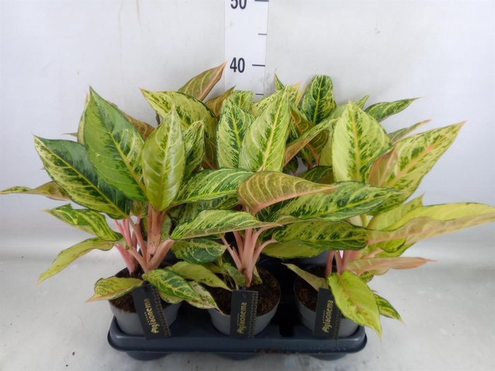 <h4>Aglaonema   ...</h4>