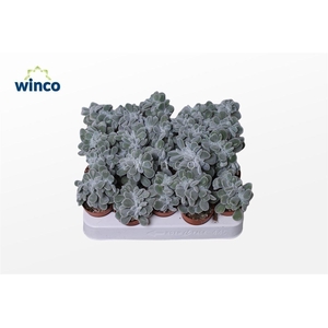 Echeveria Frosty Cristata