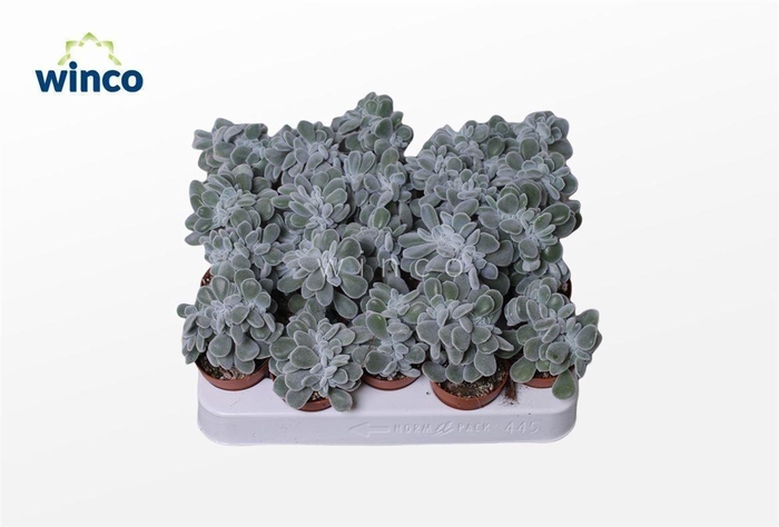 <h4>Echeveria Frosty Cristata</h4>