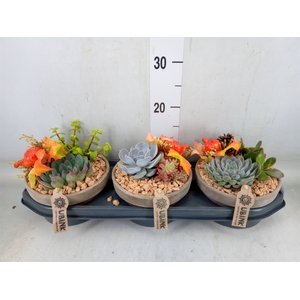 Arr.  Succulents L%