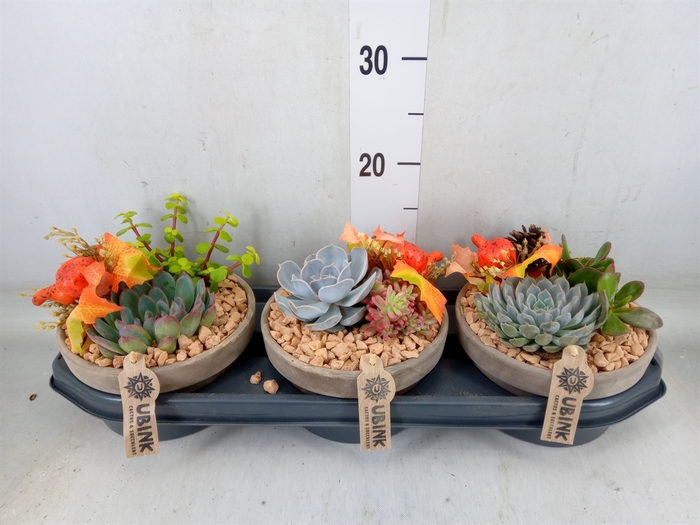 <h4>Arr.  Succulents L%</h4>