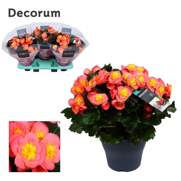 <h4>Begonia BELOVE Peach 19cm Decorum</h4>