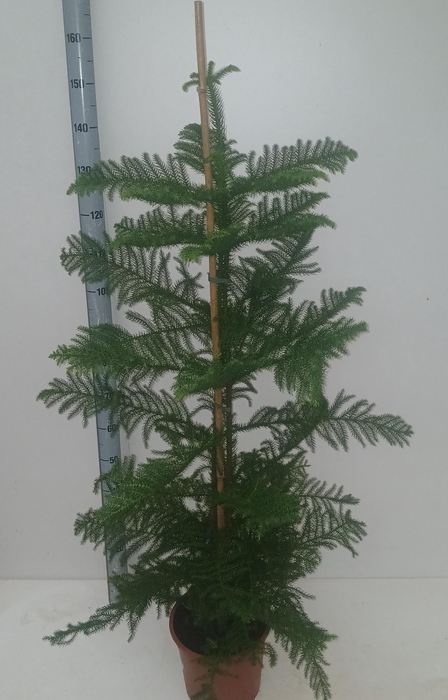 <h4>ARAU HETEROPHYL</h4>