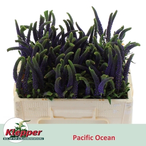 VERON L PACIF OCEAN