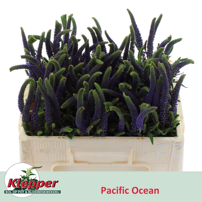 <h4>VERON L PACIF OCEAN</h4>
