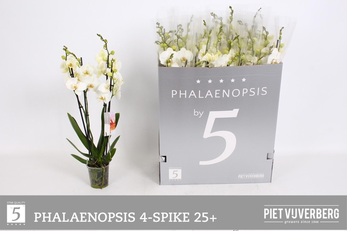 <h4>PHAL OV WIT</h4>