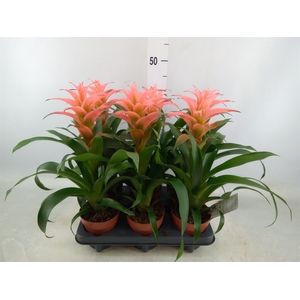 Guzmania  'Melissa'