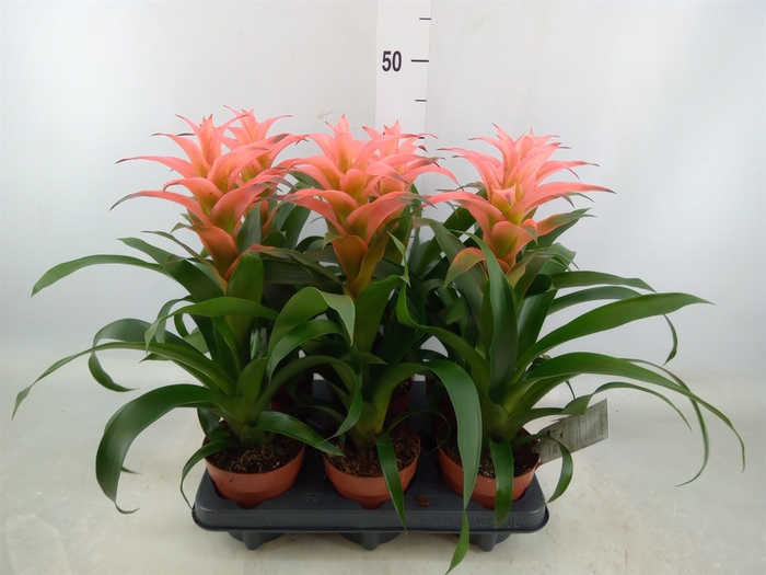 <h4>Guzmania  'Melissa'</h4>