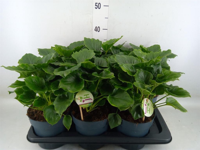 <h4>Philodendron   ...</h4>