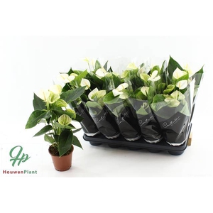 ANTHURIUM WHITE ELIDO P12 3+