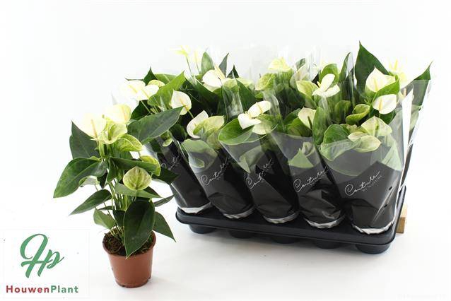 <h4>ANTHURIUM WHITE ELIDO P12 3+</h4>