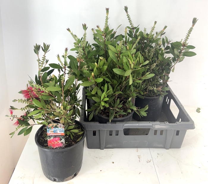 <h4>CALLIS CI SPLENDENS</h4>