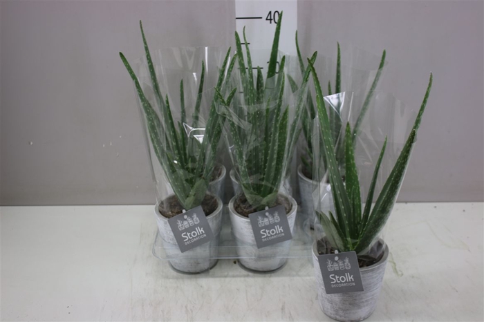 <h4>Aloe Vera White Wash Keramiek</h4>