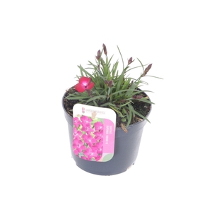 Dianthus caryophyllus Kahori
