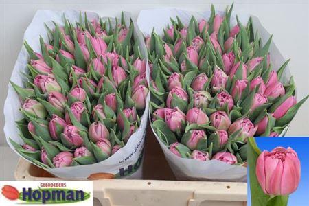 <h4>Tu Du Dressing</h4>