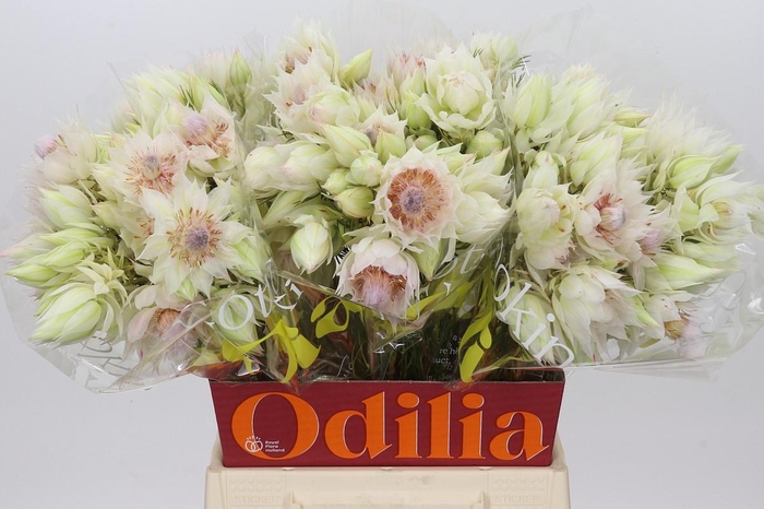 <h4>Blushing Bride 4/6 Flowers</h4>